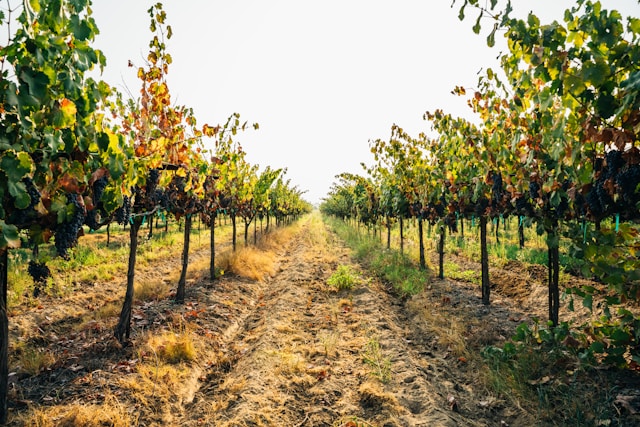 Amoureux du Vin