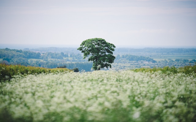 campagne