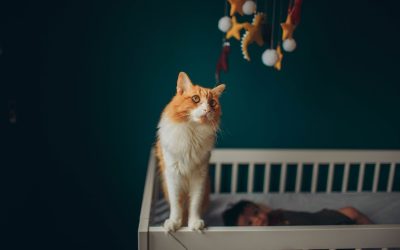Chat orange et blanc sur berceau, enfant endormi, mobiles dorés et blancs